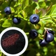Чорниця насіння (0,1 г прибл 400 шт) (Vaccenium myrtillus) звичайна європейська лохина борівка чорничник - зображення 1