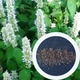 Лофант тибетский семена (0,5 г прибл. 1200 шт) (Agastache rugosa) многолетний медонос индийская мята корейская многоколосник морщинистый гигантский иссоп - изображение 1