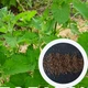 Котовник насіння 0,1 грами (прибл. 100 шт) (Népeta catária) котяча м'ята - зображення 1