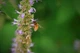Лофант анісовий насіння (0,5 г близько 1200 шт) (Agastache foeniculum) багаторічний медонос запашний гігантський лавандовий гісоп - зображення 5