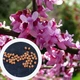Церцис канадський насіння (10 шт) (Cercis canadensis) східний червонолистий - зображення 1