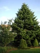 Ялиця Нордмана насіння (2,5 г прибл. 40 шт) (Abies nordmanniana) пихта кавказська - зображення 2