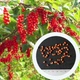 Лимонник китайський насіння 10 штук - зображення 3