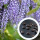 Глициния семена 10 шт (Wisteria) вистерия - изображение 5