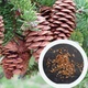 Ель белая семена 0,25 гр. (прибл. 100 шт) (Picea glauca) глаука сизая канадская - изображение 4
