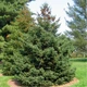 Ель белая семена 0,25 гр. (прибл. 100 шт) (Picea glauca) глаука сизая канадская - изображение 5