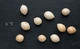 Гинкго билоба семена (10 шт) (Ginkgo biloba) гинко двулопастный гинго - изображение 6