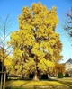 Гинкго билоба семена (10 шт) (Ginkgo biloba) гинко двулопастный гинго - изображение 7