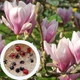 Магнолия Суланжа семена (10 шт) (Magnolia soulangeana) розовая морозостойкая - изображение 3