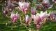 Магнолия Суланжа семена (10 шт) (Magnolia soulangeana) розовая морозостойкая - изображение 4
