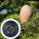 Кедр Ливанский семена (20 шт) (Cedrus libani) - изображение 1
