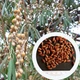 Дикая маслина семена 50 штук (Elaeagnus commutata) - изображение 3