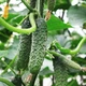 семена Огурец Пасалимо F1 15сем.Syngenta - изображение 2