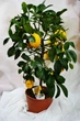 Цитрус Limone, горщик ⌀21, висота 70-80см - изображение 1