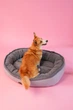 Лежак для собак Harley and Cho Donut Gray L 95x70 см (3102862) - изображение 5