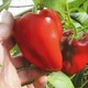 Семена Перец сладкий Носорог, 0,25 г (GL Seeds) - изображение 3