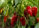 Семена Перец сладкий Козий рог, 0,25 г (GL Seeds) - изображение 3