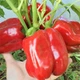 Семена Перец сладкий Красный гигант, 0,25 г (GL Seeds) - изображение 4