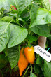 Семена Перец сладкий Карпатия, 0,25 г (GL Seeds) - изображение 4