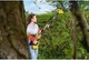 Кущоріз акумуляторний Karcher PHG 18-45 BATTERY (без АКБ і ЗП) (1.444-210.0) - зображення 4