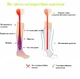 Лечебные компрессионные гольфы от варикоза Zip Sox S-M (универсальные) со змейкой - изображение 8
