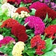 Семена Целозия гребенчатая Джессика Florium (726198) - изображение 1