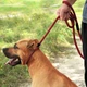 Поводок Удавка Контроллер для Собак Bronzedog Active из Альпинистского Шнура Красный 12 мм 183 см (45363) - изображение 3