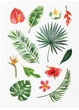 Тимчасові татуювання TATTon.me Tropic Mix (TMTropic) - зображення 3