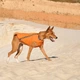 Жилет для собак Pet Fashion E.Vest S (помаранчевий) - зображення 6