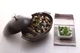 Каструля для мідій Staub Cast Iron 2 л з кришкою та решіткою (1102523) - изображение 7