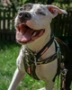 Шлея EzyDog Chest Plate Green Camo розмір XXSmall 24-38 см для собак вагою 1-3 кг - зображення 3