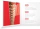 Струны для акустических гитар D'Addario XSAPB1356 XS Acoustic Phosphor Bronze Medium (13-56) - изображение 4