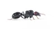 Красноголовые муравьи жнецы (Messor Barbarus) для муравьиной фермы - изображение 1