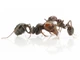 Красноголовые муравьи жнецы (Messor Barbarus) для муравьиной фермы - изображение 3