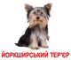 Комплект карток Породи собак з фактами - изображение 4