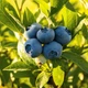 Саджанець лохини (чорниці) сорту БЛУ КВІН (BLUE QUEEN) 2 роки висота 45-60 см - зображення 1
