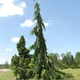 Кипарисовик нутканский Pendula 7.5л - изображение 1