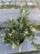 Ялівець китайський Ekspansa Variegata 10л - зображення 2