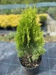 Туя восточная Aurea Nana 7.5л - изображение 1