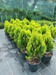 Туя восточная Aurea Nana 7.5л - изображение 3