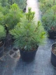 Сосна черная Globosa 20л - изображение 2