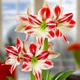 Луковицы Амариллис Ambiance (201116) - изображение 2