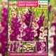 Преміум гладіолуси DUO Bordo (брендова упаковка) Florium (205224) - зображення 3