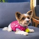 Бомбер для собак Pet Fashion «Grace» S - изображение 4
