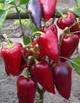 Семена Перец Лайлак белл 0.25г GL Seeds - изображение 2