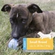 М'яч для цуценят KONG Puppy Ball S blue - зображення 3