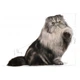 Сухий Корм ​​Royal Canin PERSIAN ADULT 0,4 кг (3182550702607) (2552004) - зображення 3