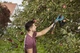 Плодосъемник Gardena Combisystem FruitPicker (03115-20.000.00) - изображение 8