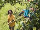 Плодосъемник Gardena Combisystem FruitPicker (03115-20.000.00) - изображение 11
