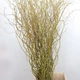 Ива Карадок / Salix Caradoc С10/ Н180-200 - изображение 4